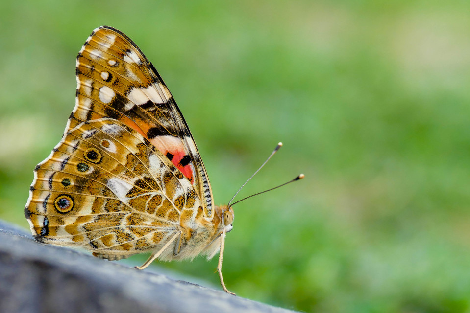 Vanessa cardui - bogáncslepke