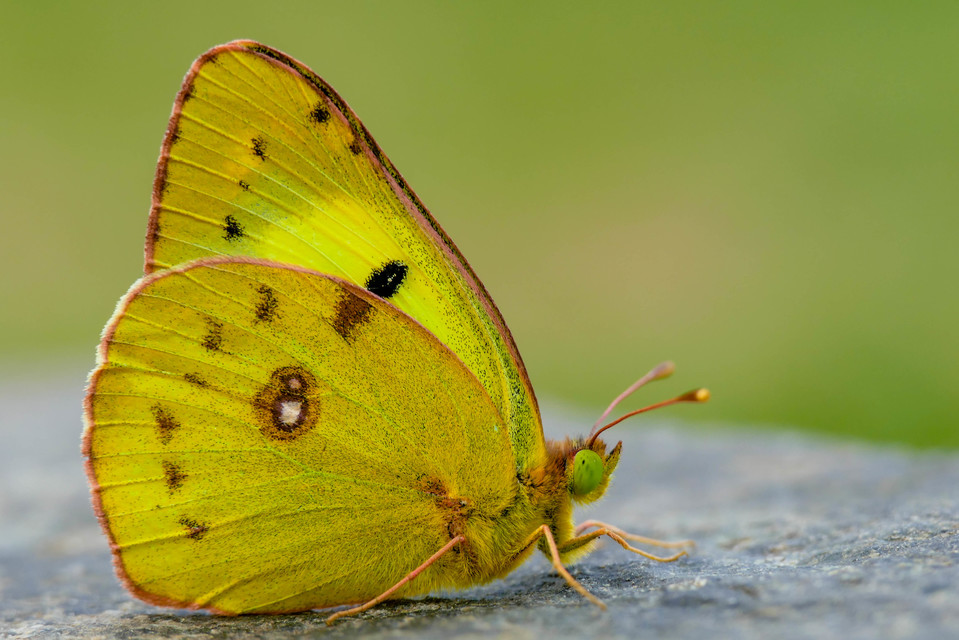 Colias hyale/alfacariensis