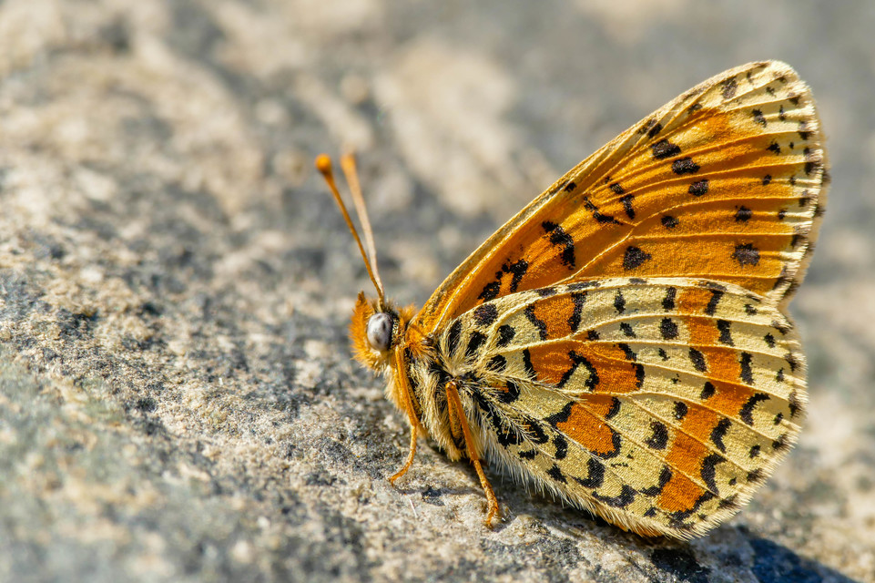 Melitaea didyma - tüzes tarkalepke