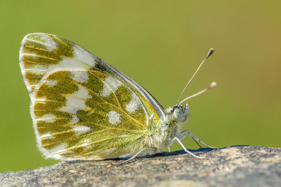 Pontia edusa - rezedalepke