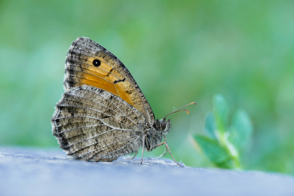 Arethusana arethusa - közönséges szemeslepke