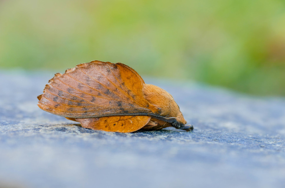 Gastropacha populifolia - sárga pohók
