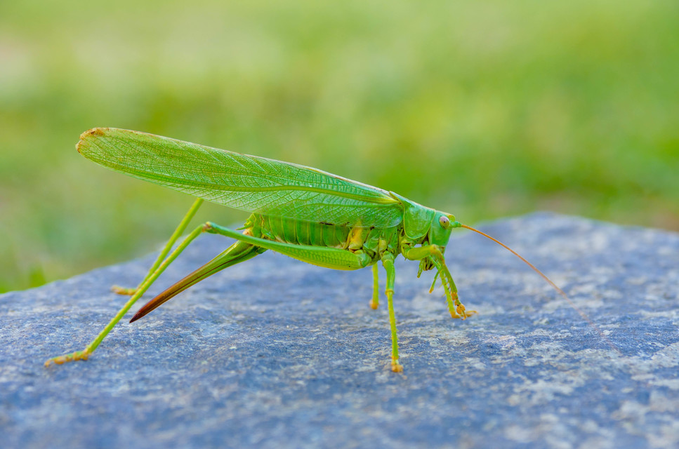 Tettigonia viridissima - zöld lombszöcske