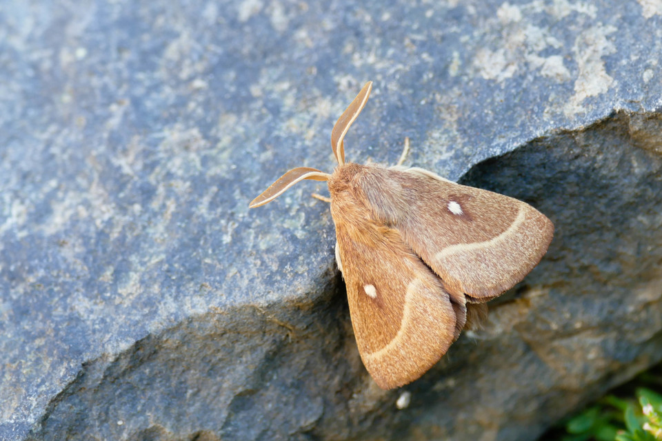 Lasiocampa trifolii - lóhereszövő