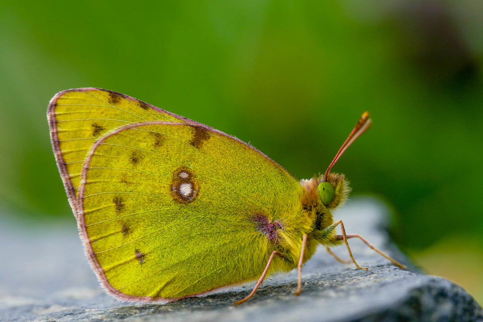 Colias hyale/alfacariensis