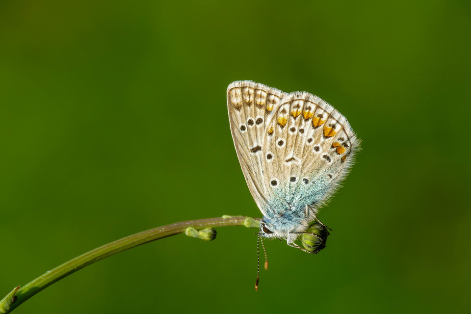 Polyommatus icarus - közönséges boglárka