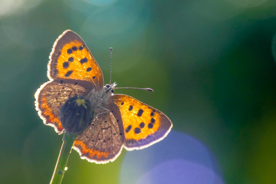 Lycaena phlaeas - közönséges tűzlepke