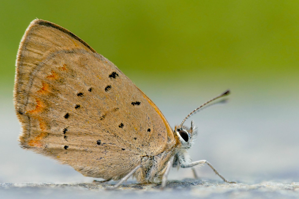 Lycaena phlaeas - közönséges tűzlepke