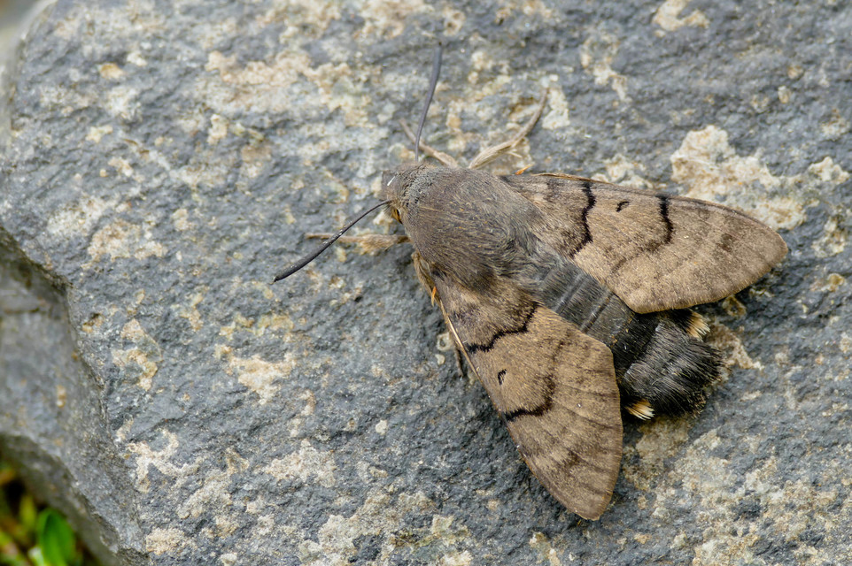 Macroglossum stellatarum - kacsafarkú szender