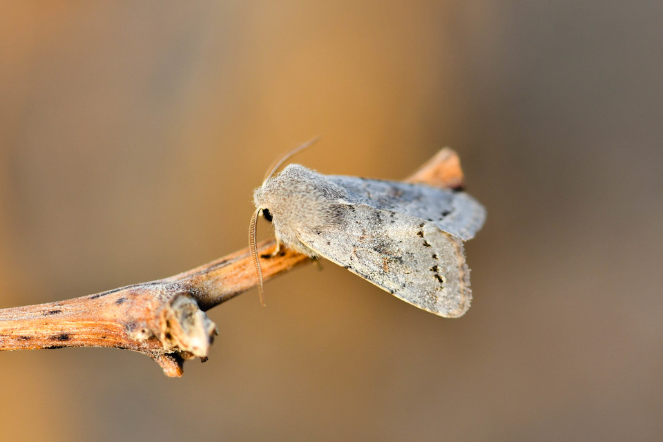 Orthosia populeti - nyárfa-barkabagoly
