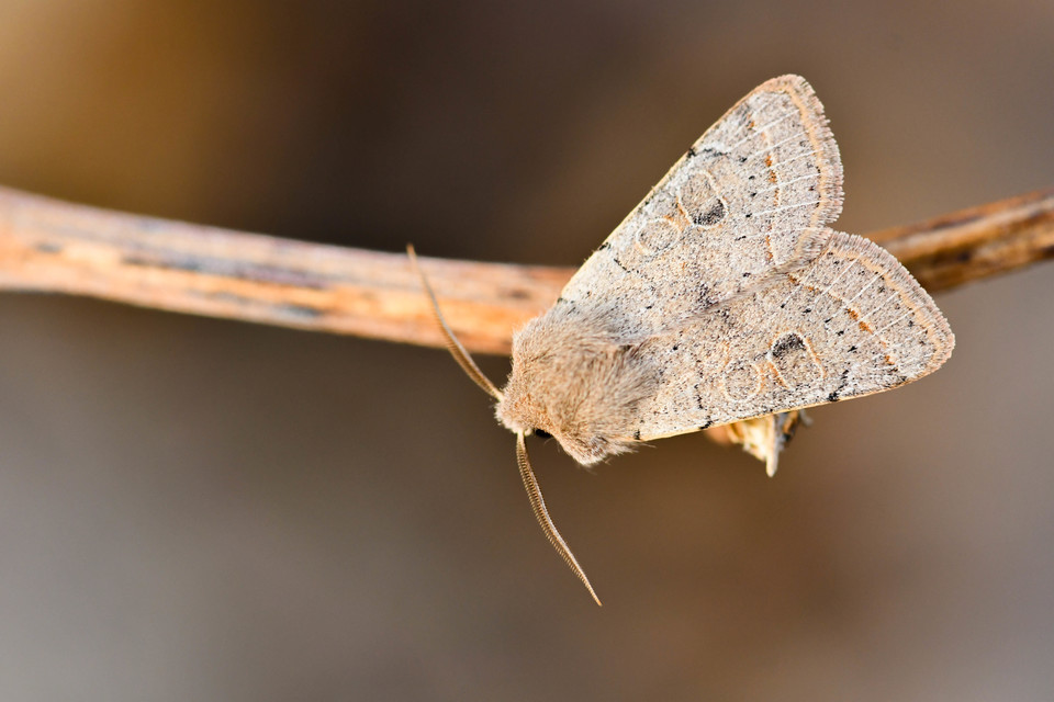 Orthosia cerasi - közepes barkabagoly