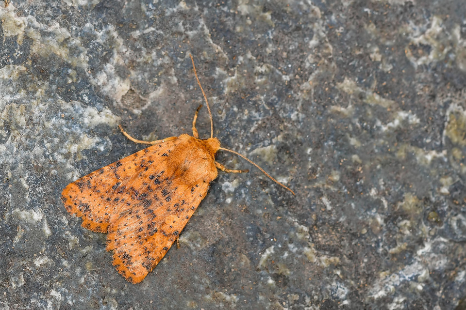 Conistra rubiginea - vörös őszibagoly