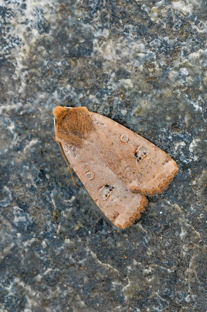 Conistra erythrocephala - vörösfejű őszibagoly