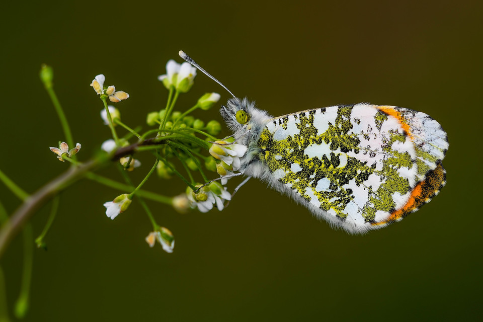 Anthocharis cardamines - hajnalpírlepke