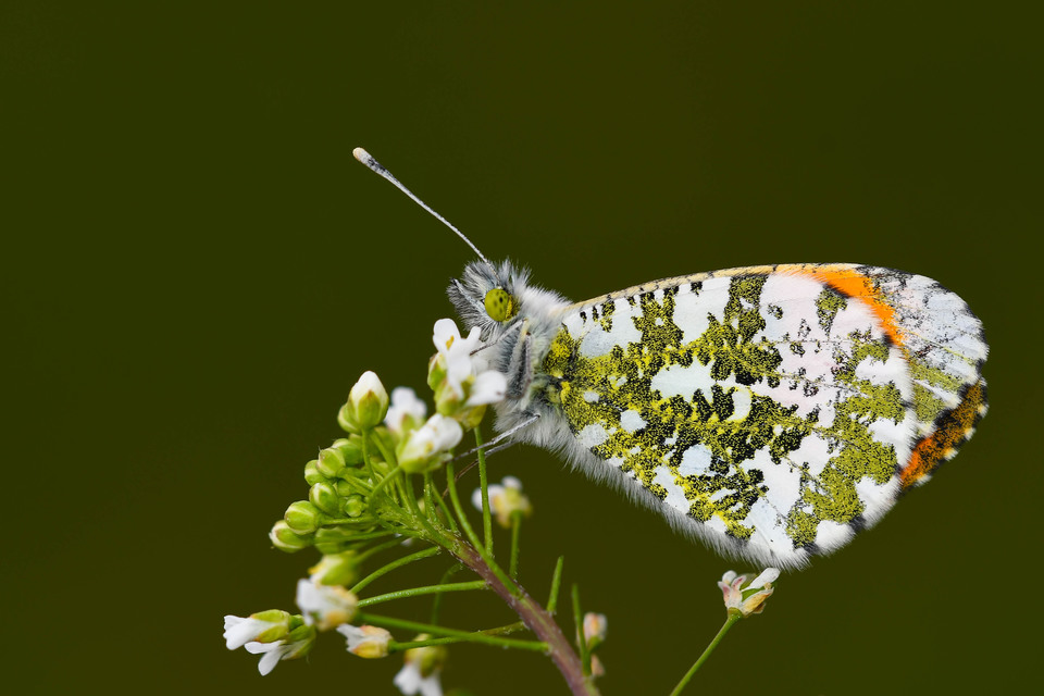 Anthocharis cardamines - hajnalpírlepke