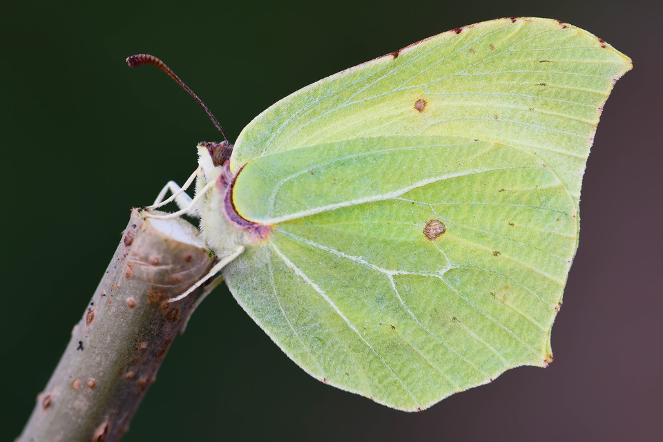 Gonepteryx rhamni - citromlepke