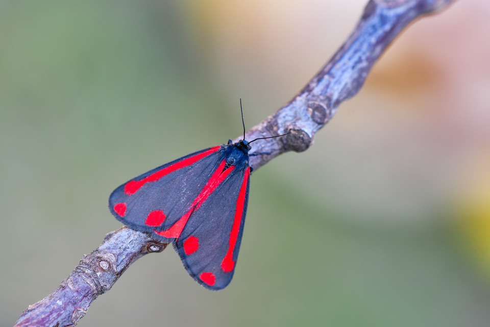 Tyria jacobaeae - jakabfű-medvelepke