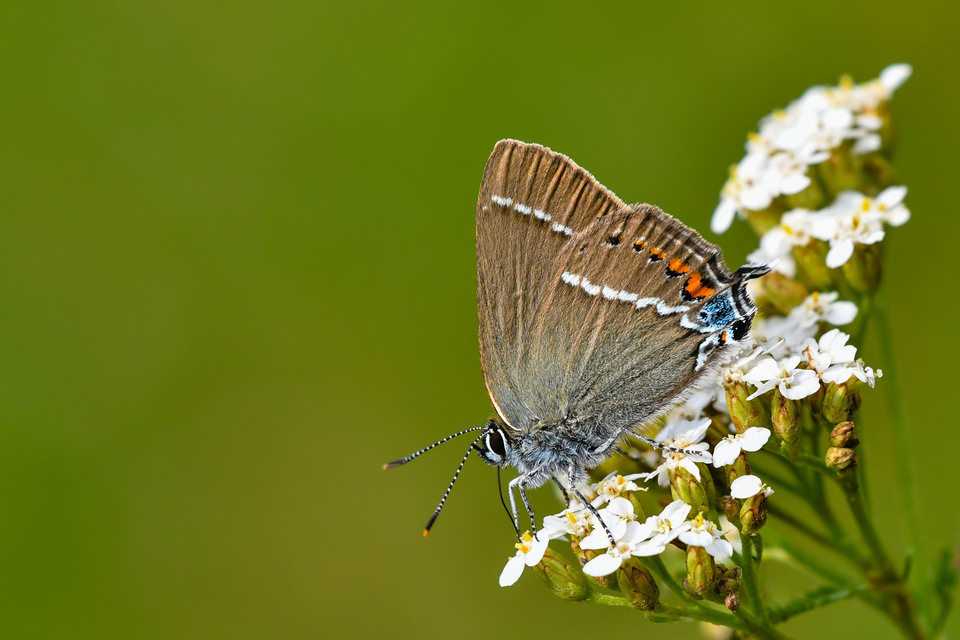 Satyrium spini - kökény-csücsköslepke