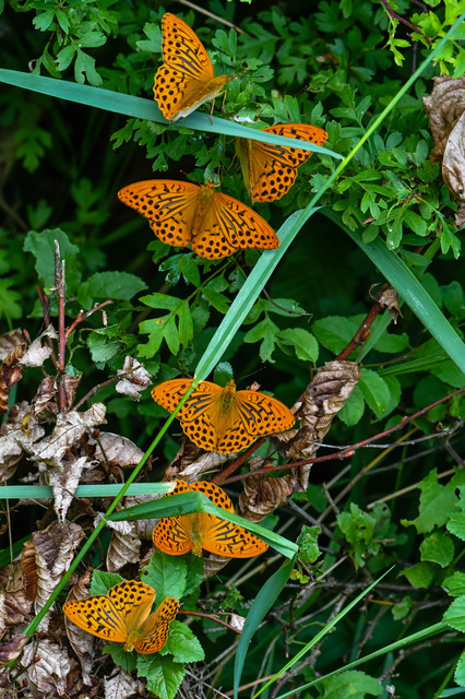 Argynnis paphia - nagy gyöngyházlepke