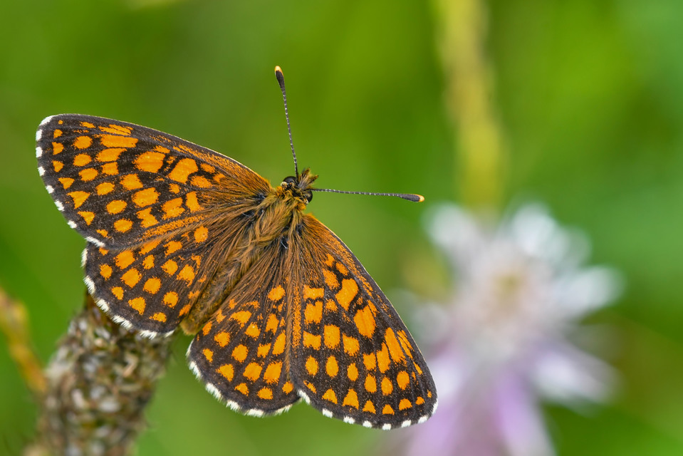 Melitaea athalia - közönséges tarkalepke