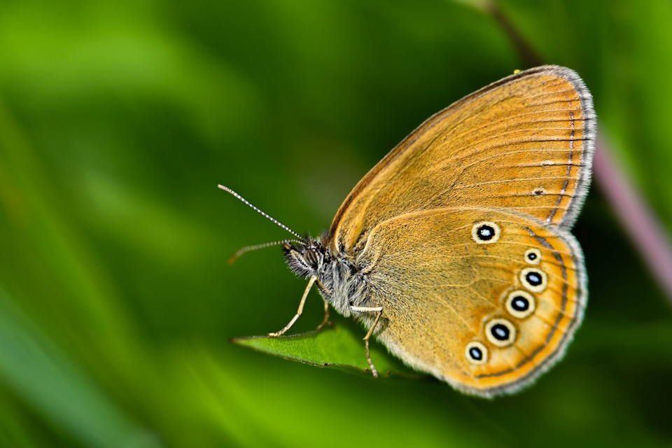 Coenonympha oedippus - ezüstsávos szénalepke