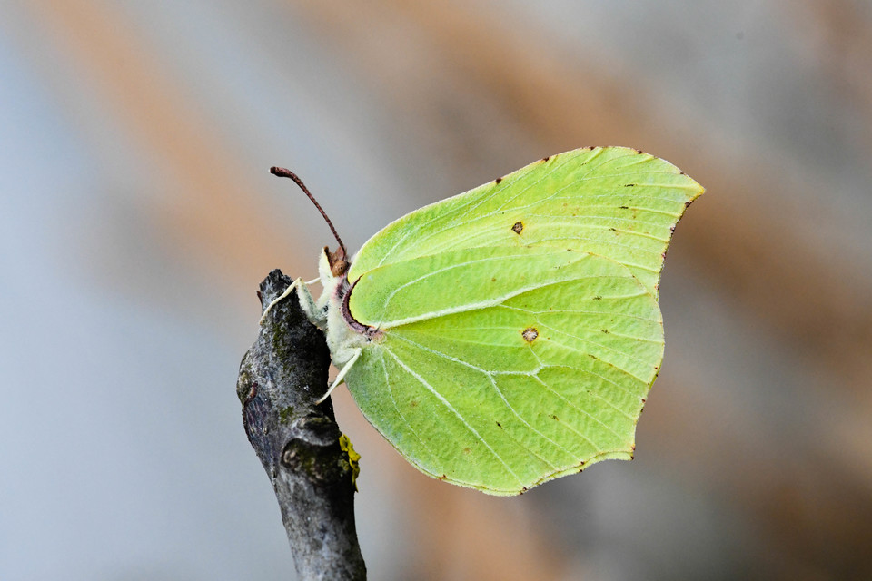 Gonepteryx rhamni - citromlepke