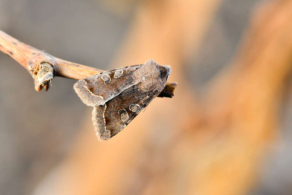 Orthosia incerta - változékony barkabagoly