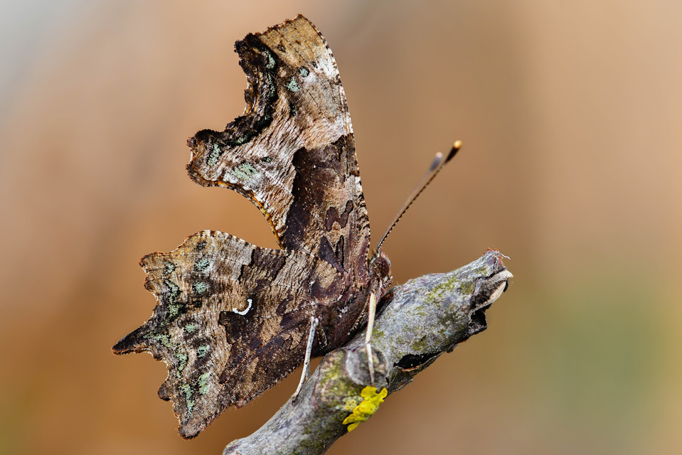 Nymphalis c-album - C-betűs lepke