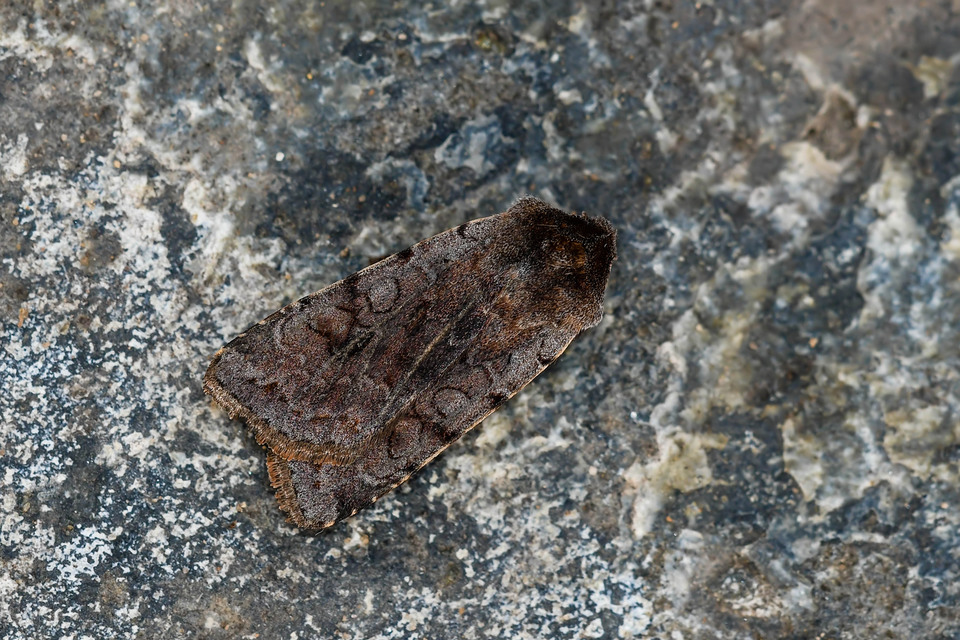 Cerastis rubricosa - vörhenyes tavaszibagoly