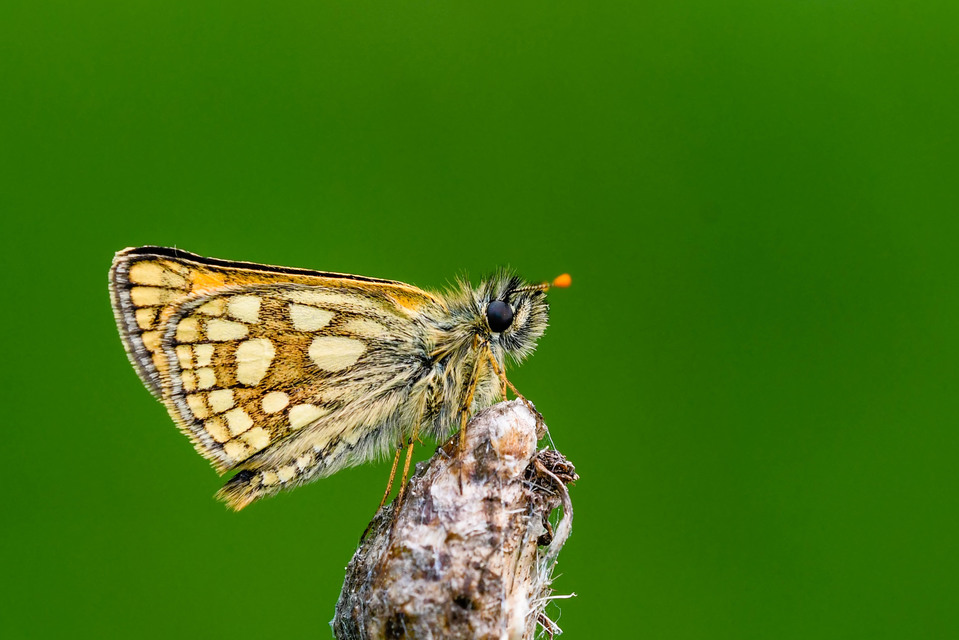 Carterocephalus palaemon - kockás busalepke