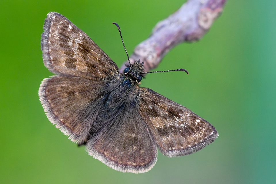 Erynnis tages - cigánylepke