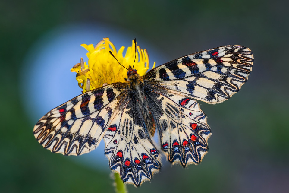 Zerynthia polyxena - farkasalmalepke