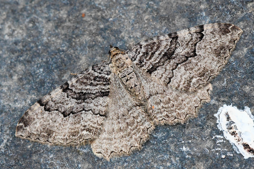 Hydria cervinalis - őzbarna araszoló