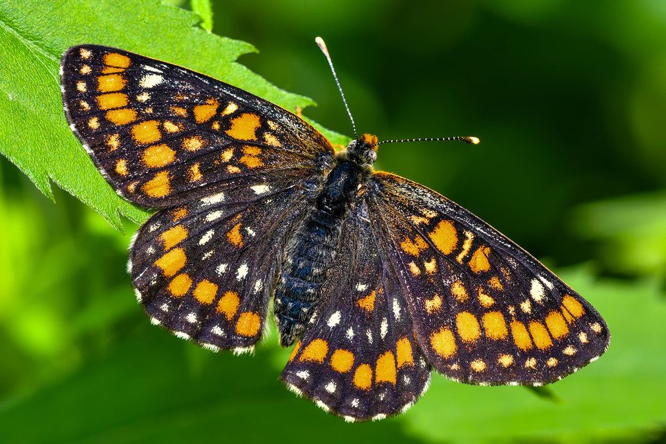 Euphydryas maturna - díszes tarkalepke