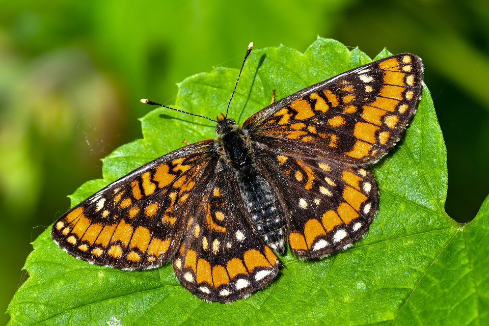 Euphydryas maturna - díszes tarkalepke