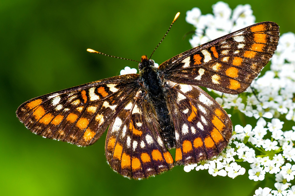 Euphydryas maturna - díszes tarkalepke