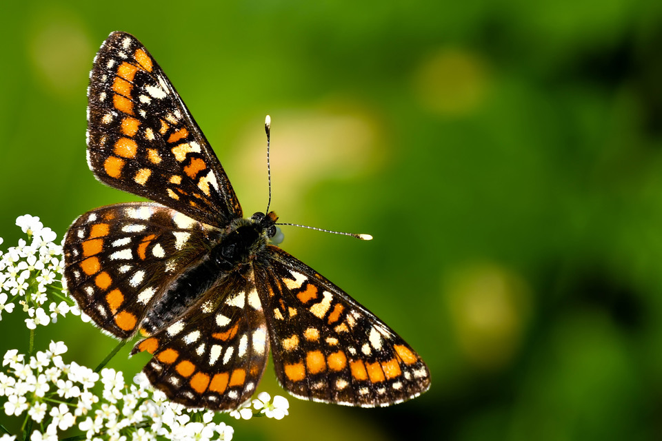 Euphydryas maturna - díszes tarkalepke