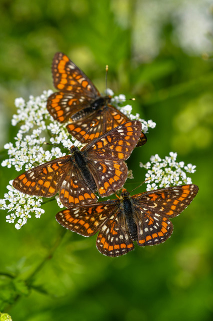 Euphydryas maturna - díszes tarkalepke