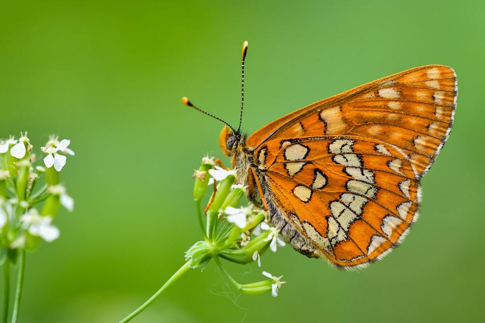 Euphydryas maturna - díszes tarkalepke