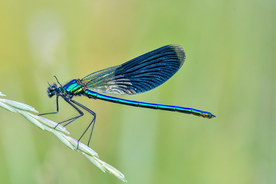 Calopteryx splendens - sávos szitakötő