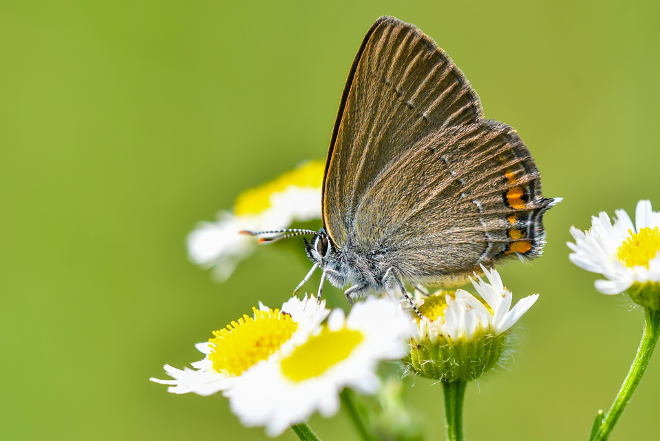 Satyrium acaciae - akác-csücsköslepke