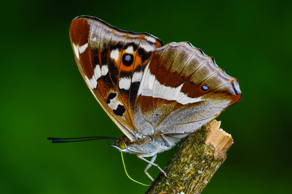 Apatura iris - nagy színjátszólepke