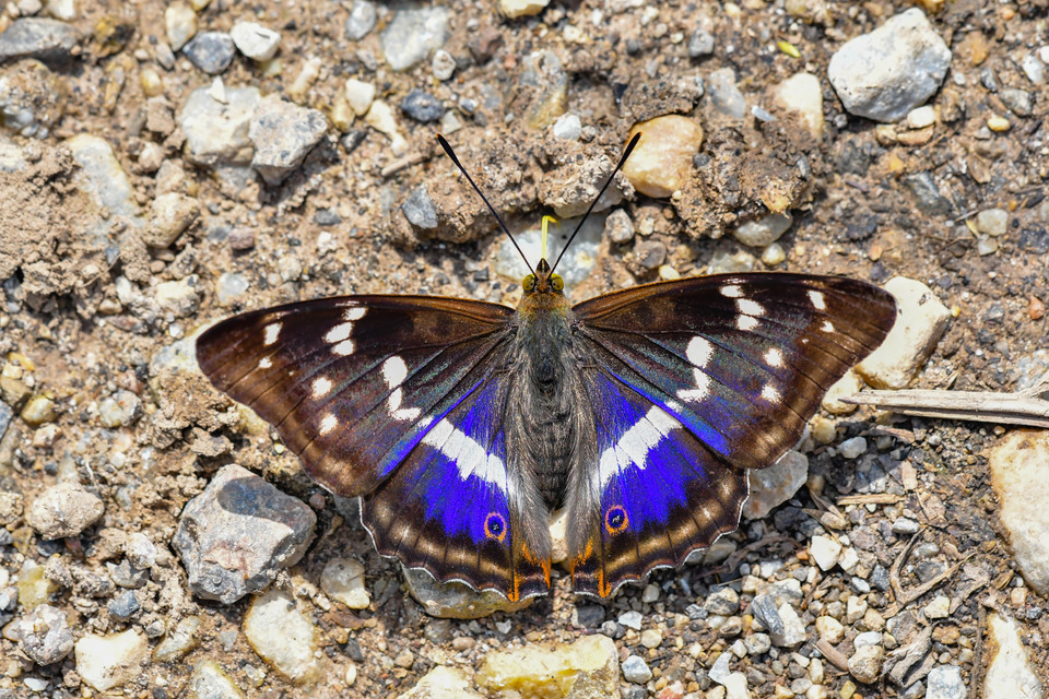 Apatura iris - nagy színjátszólepke