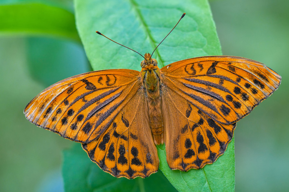 Argynnis paphia - nagy gyöngyházlepke
