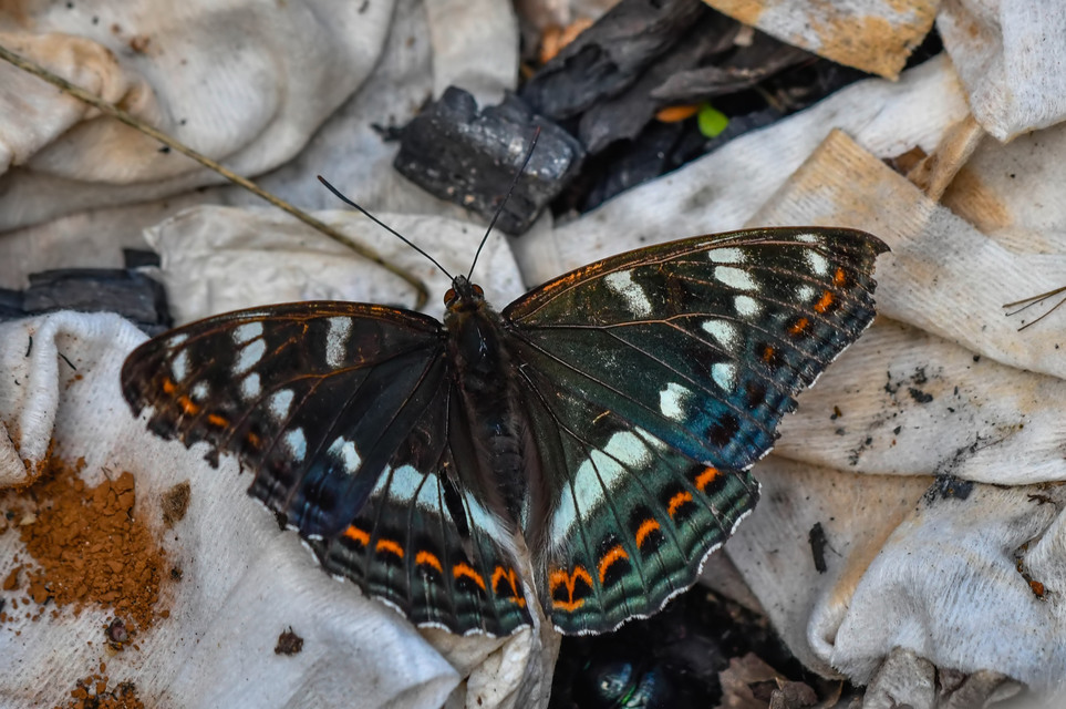 Limenitis populi - nagy nyárfalepke