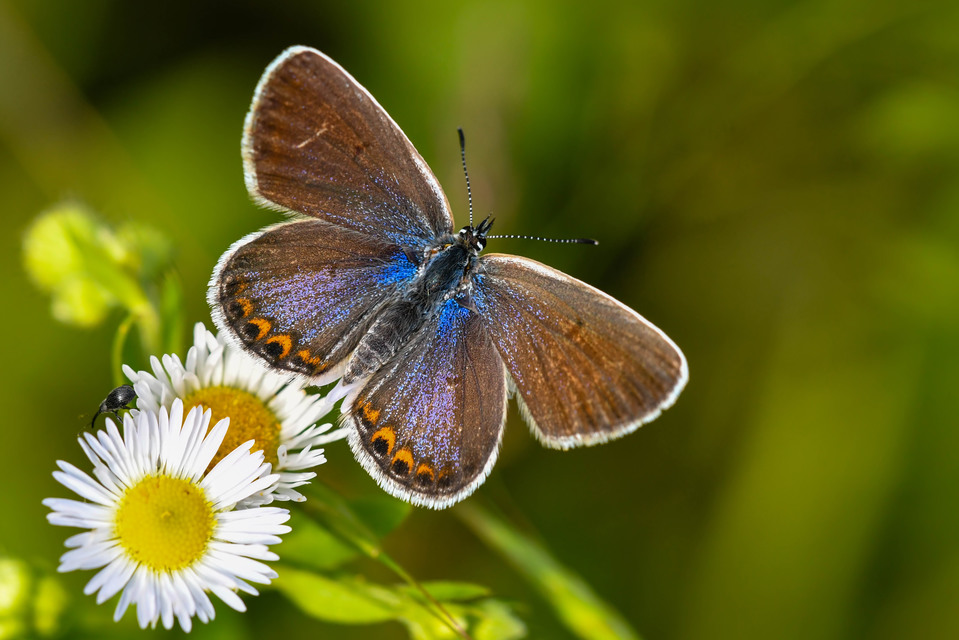Plebejus argyrognomon - tintakék boglárka