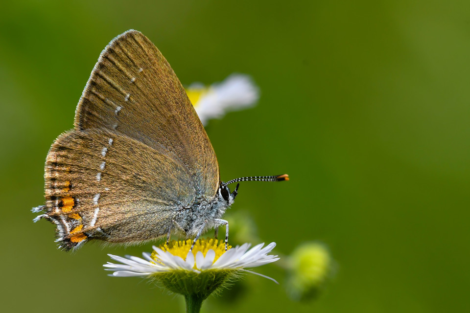 Satyrium acaciae - akác-csücsköslepke