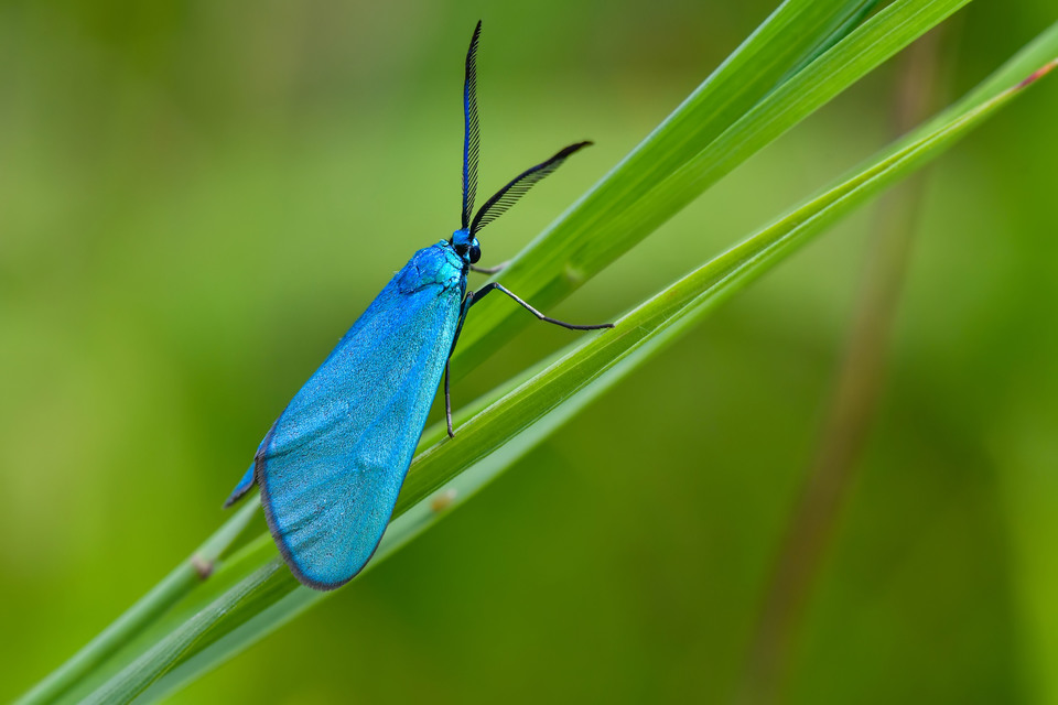 Zygaenidae - csüngőlepkefélék