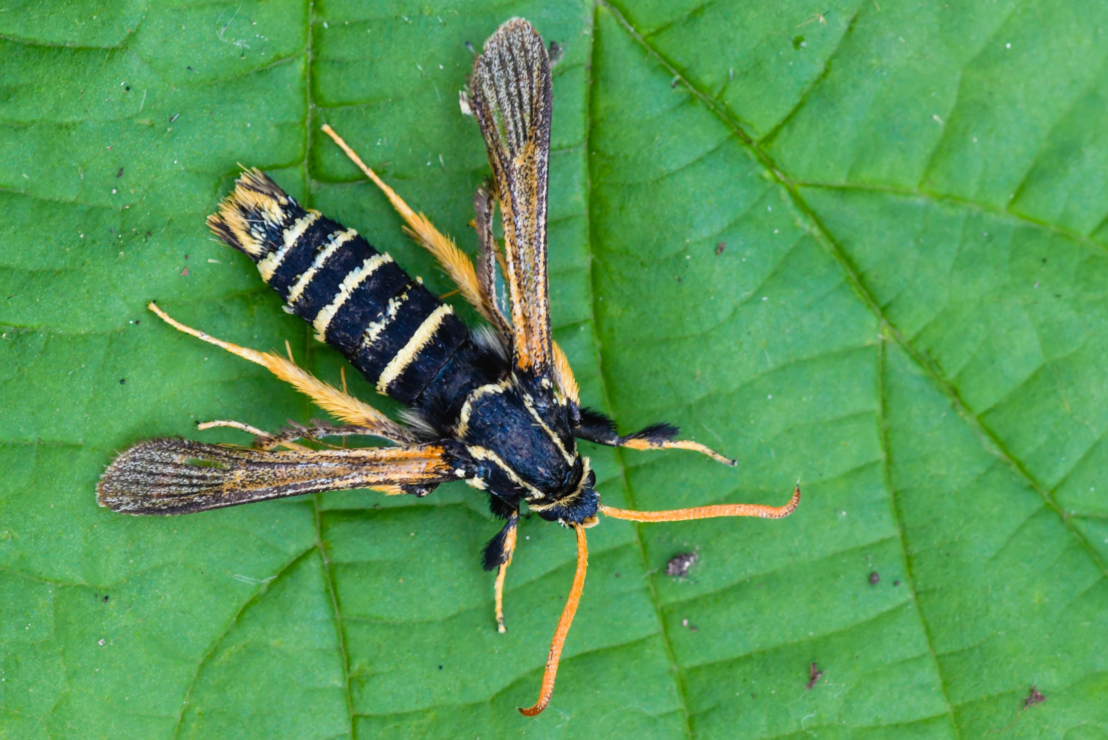 Paranthrene insolita polonica - tölgyfa-bögölyszitkár