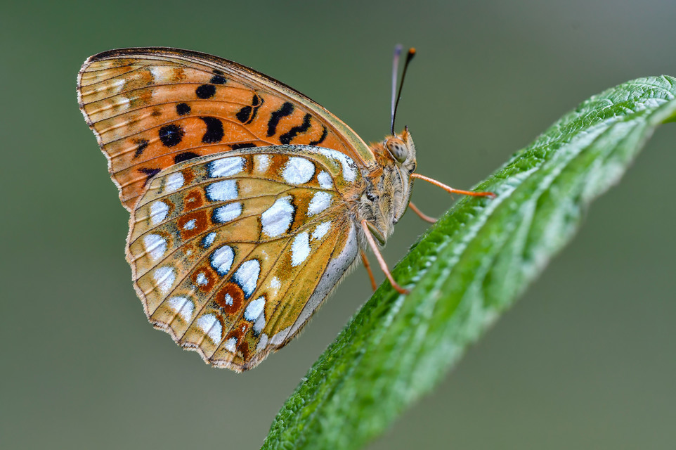 Argynnis adippe - ezüstös gyöngyházlepke